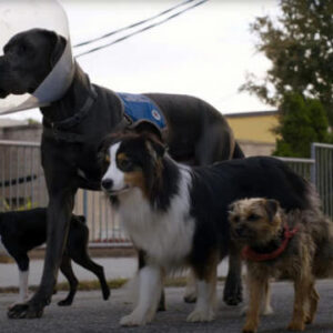 strays movie still