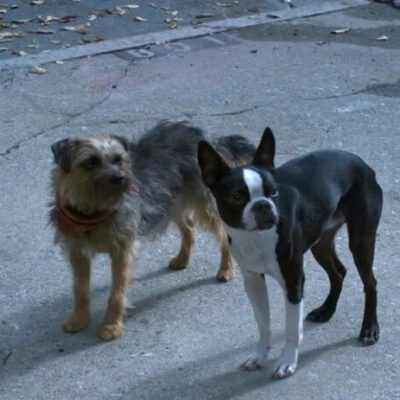 Movie Review: Strays